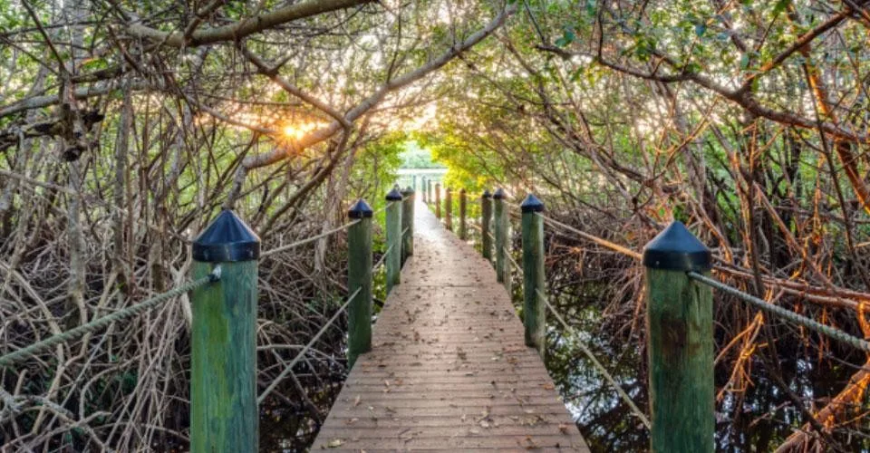 Mangrove boardwalk nature trail at Pelican Landing (official community site).
