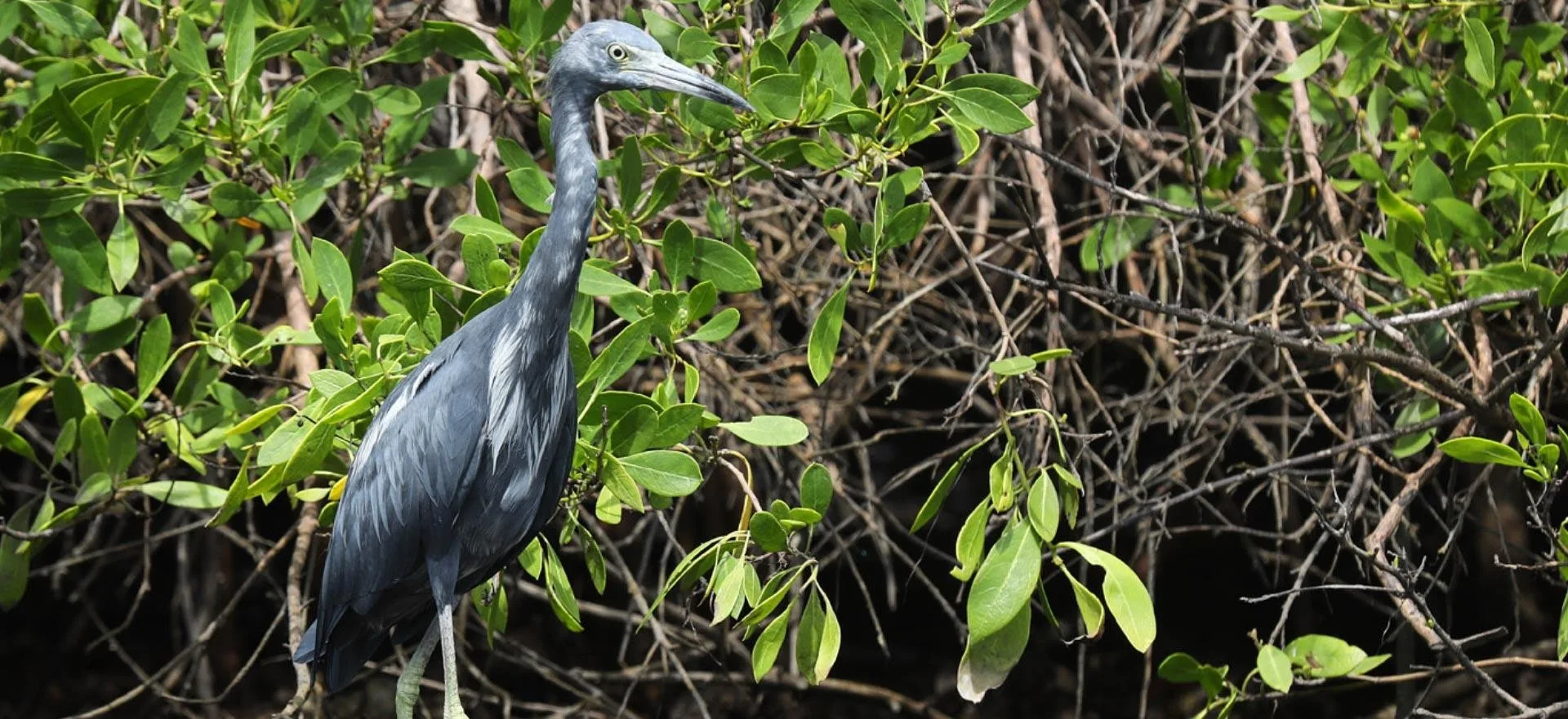 Little blue heron in mangrove preserve at Pelican Landing (official community site).