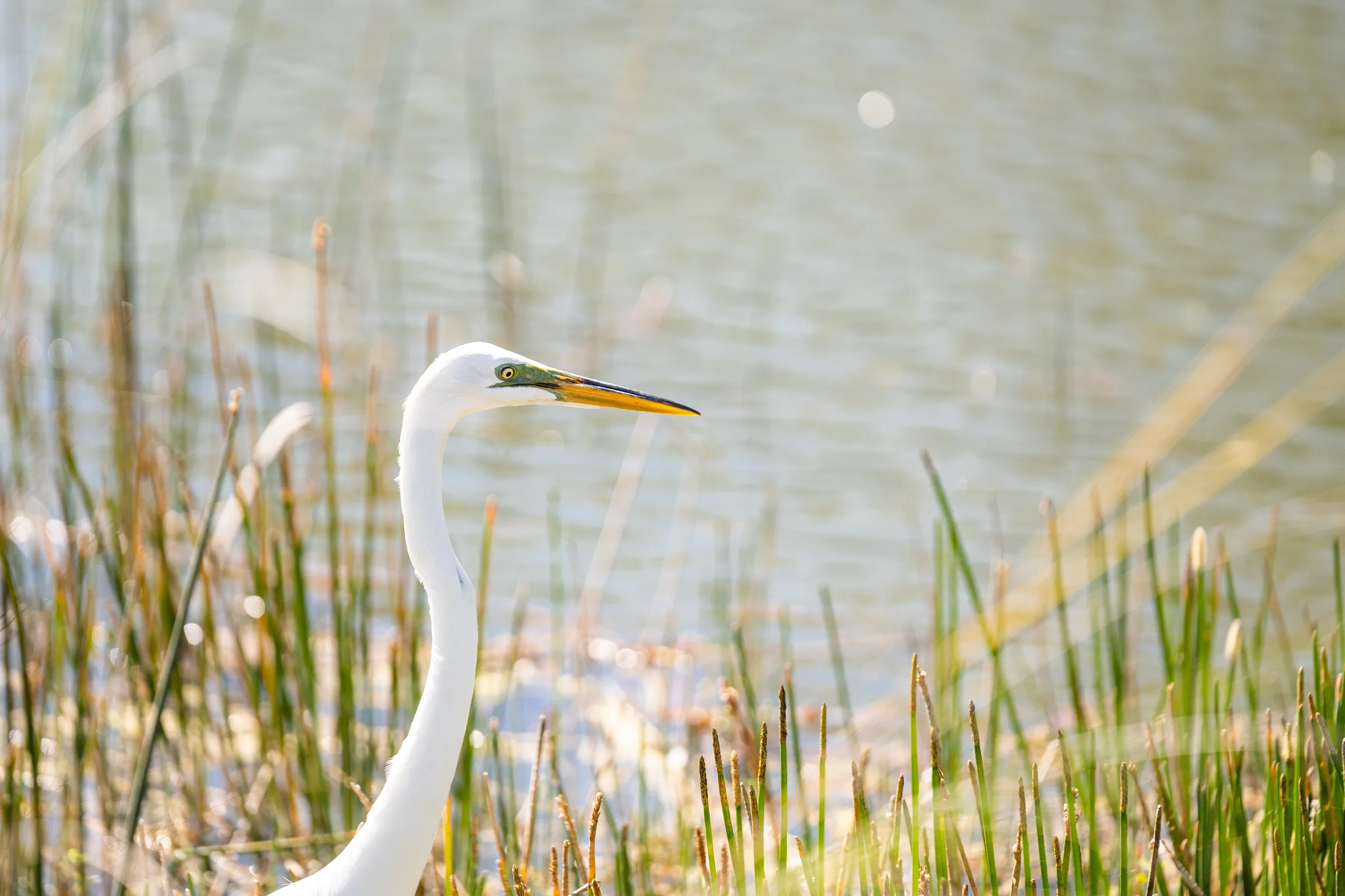 Egret in the marsh grasses along the Pelican Marsh golf course, Naples.