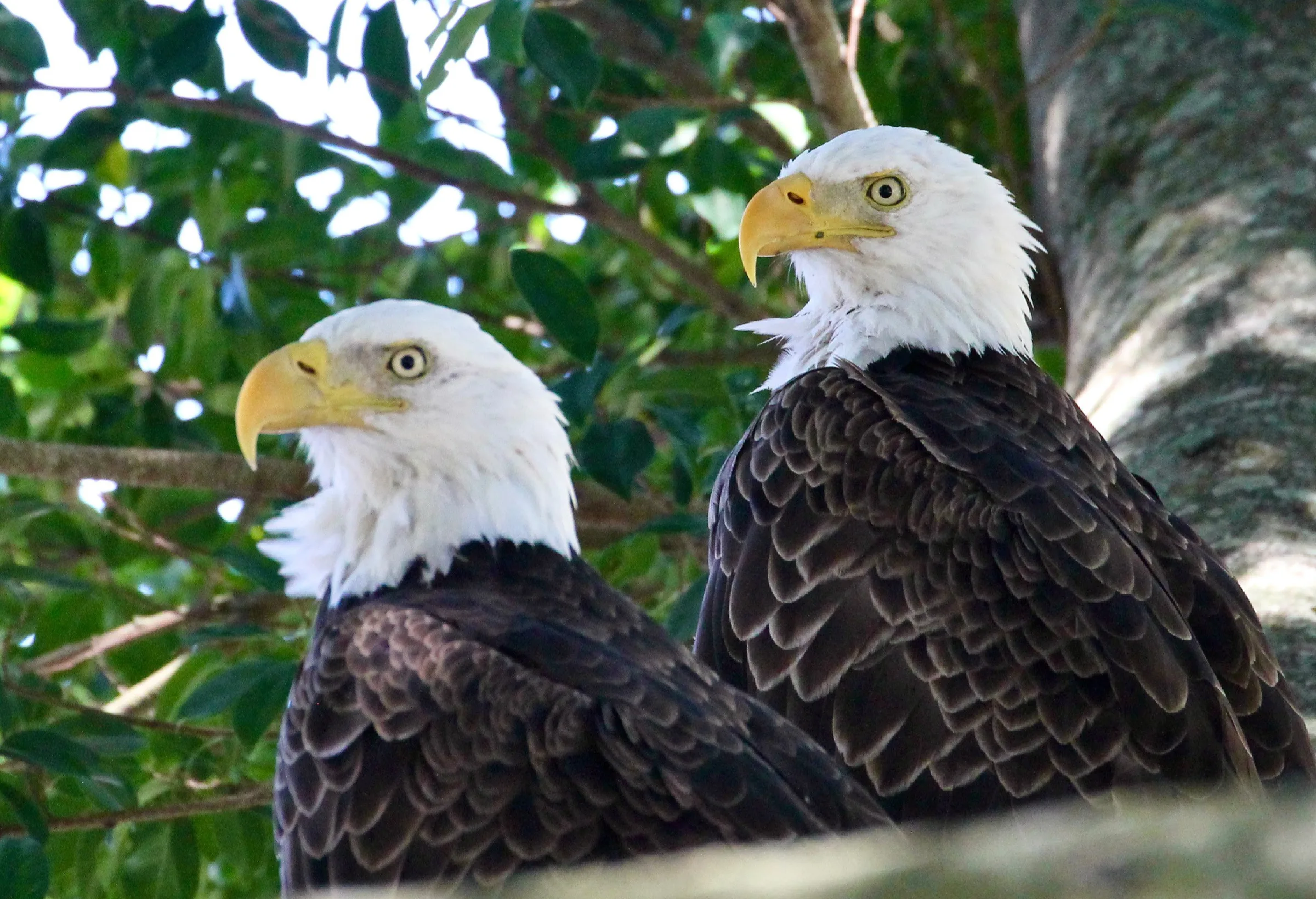 Bald eagle pair at Audubon Country Club, a Certified Audubon Cooperative Sanctuary in Naples.