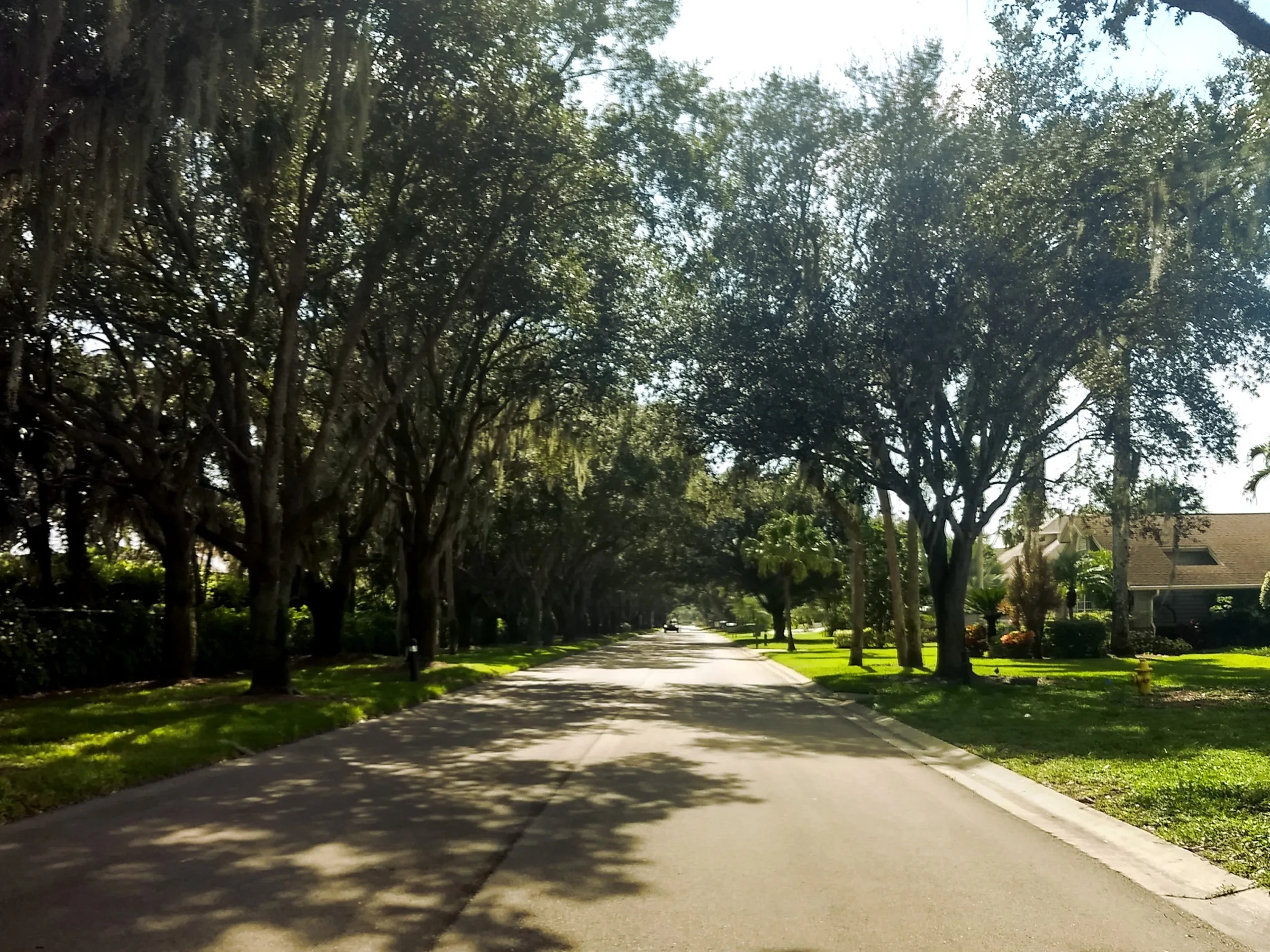 Tree-lined internal roadway at The Vines in Estero (official association).