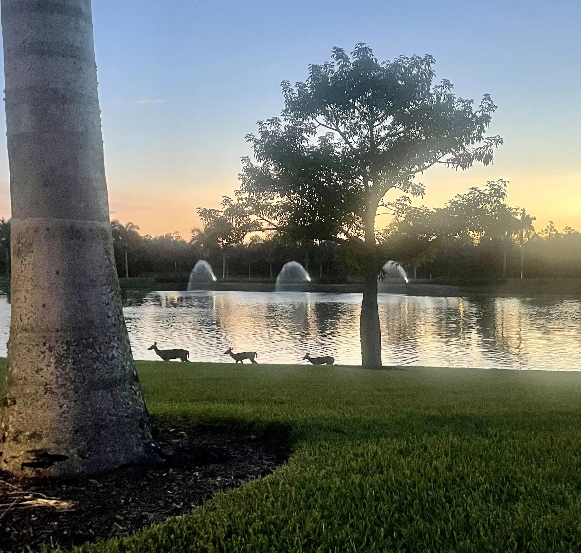 Entry lake at sunset near the main gate, with resident deer
