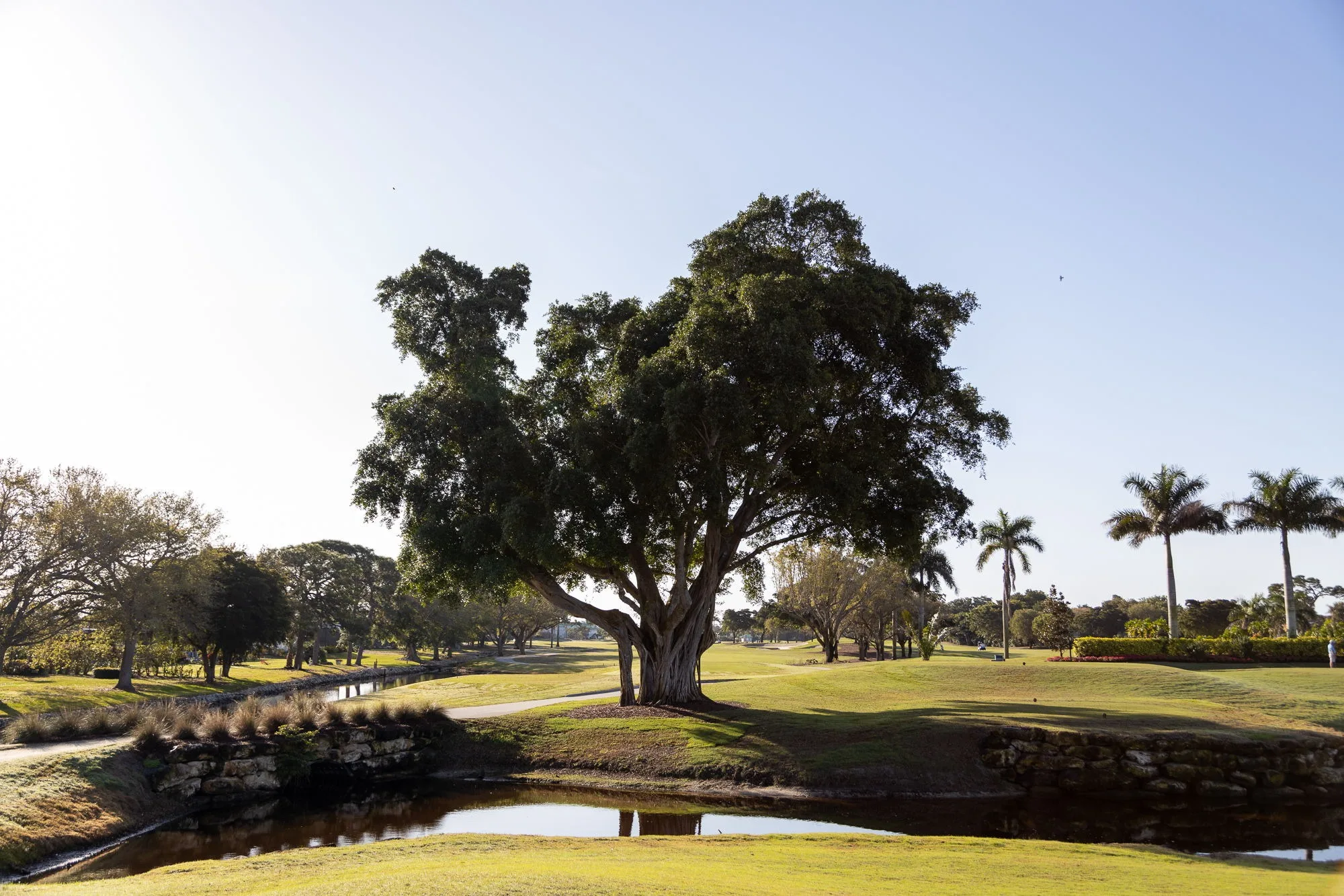 Golf course framed by shade tree at Island Country Club (official club site).