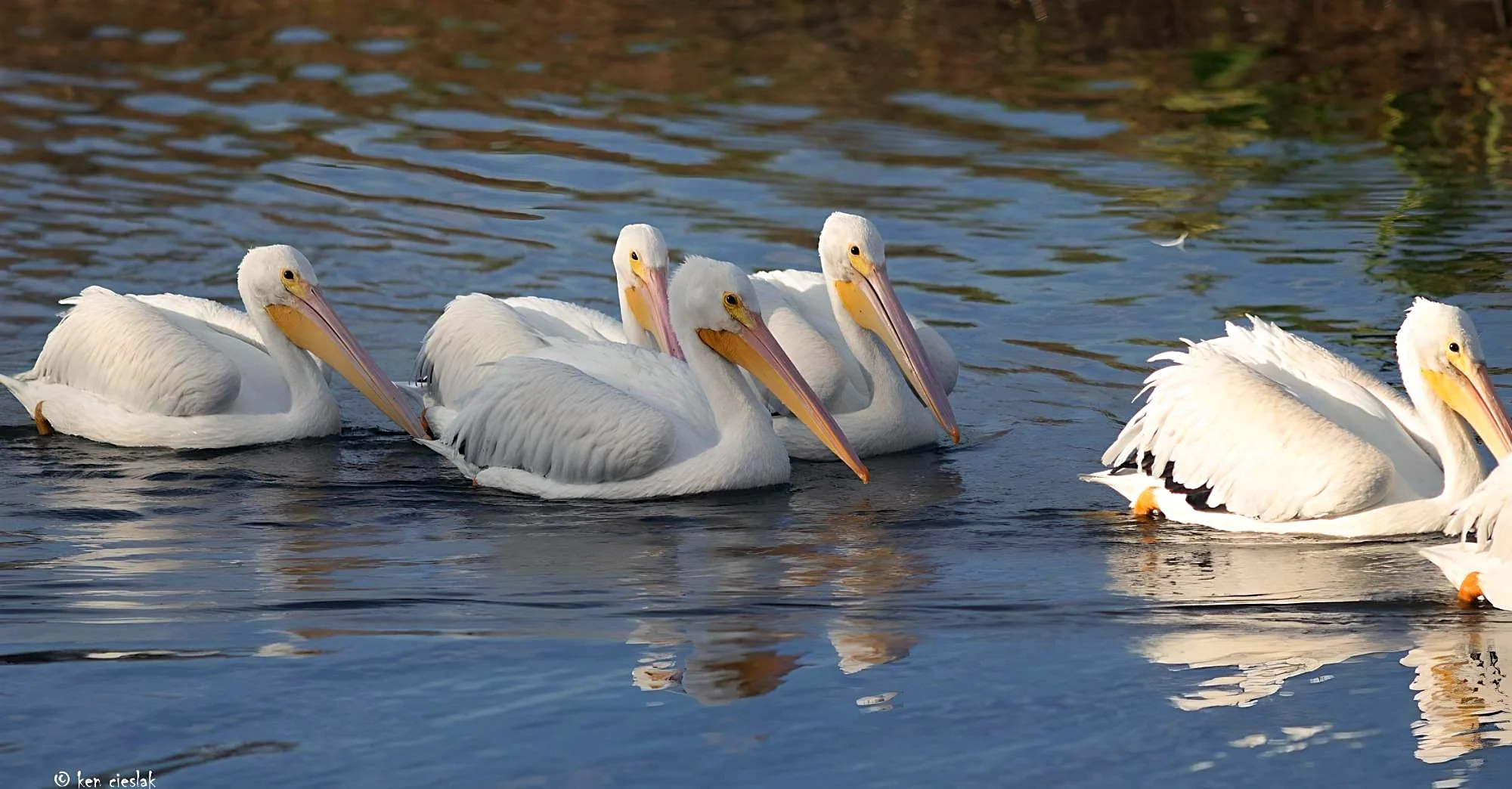 Pelicans on the water at Kelly Greens (official club site).