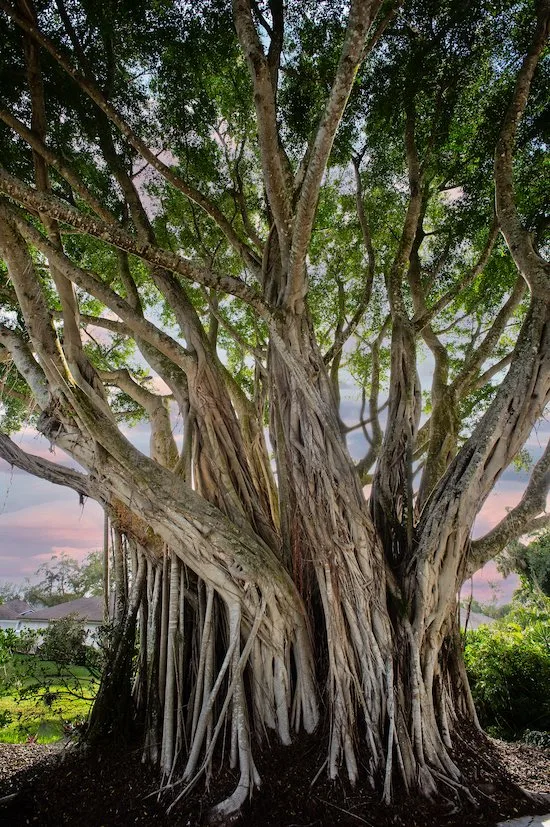 Banyan tree photograph published on The Villages at Country Creek site.